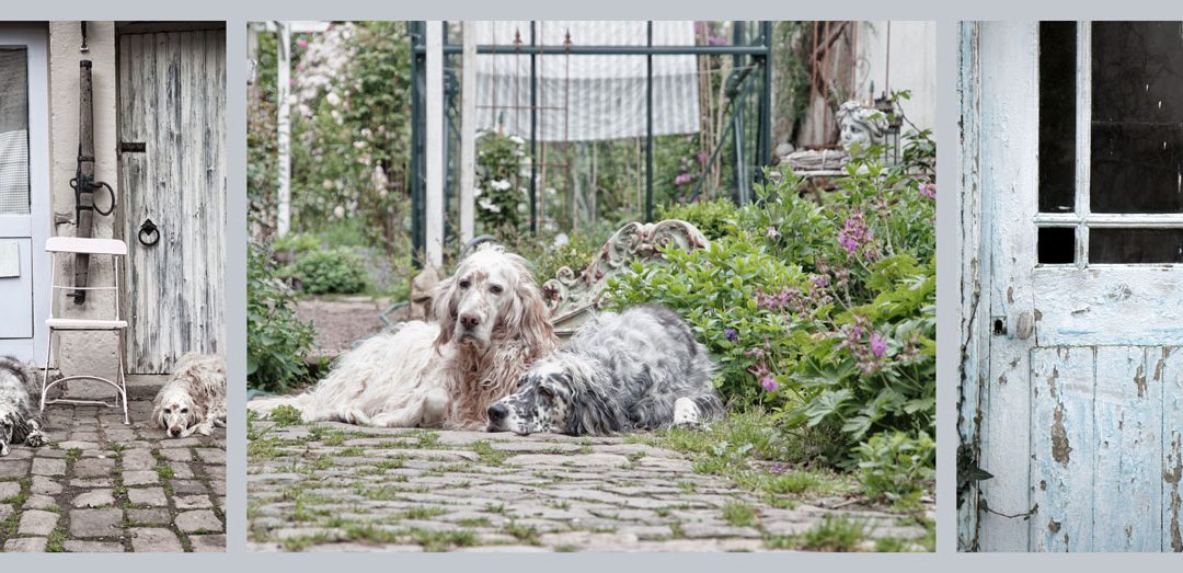 Gundi’s Setter & ihre Gartenliebe