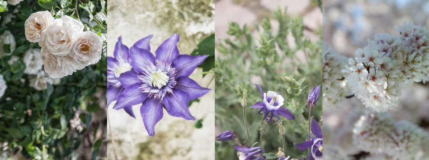 Gartenblog mit Tipps zur Gartengestaltung und Gartendeko