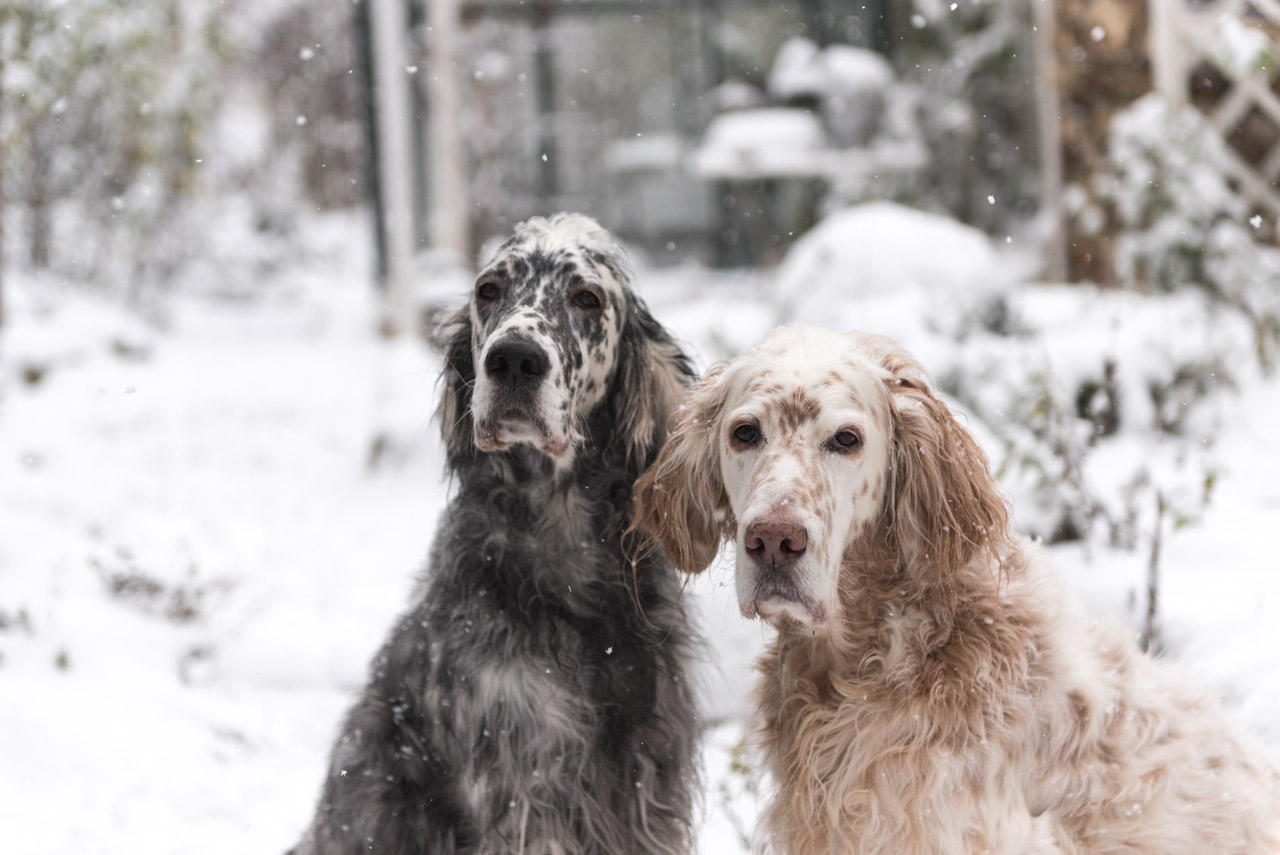 Setter im Winter